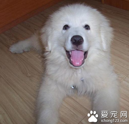 大白熊是大型犬嗎 該犬體型強壯有力