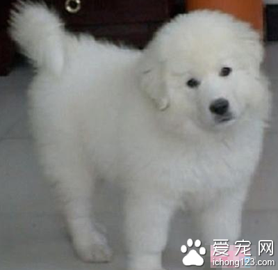 最大的大白熊犬 該犬體型過大不健康