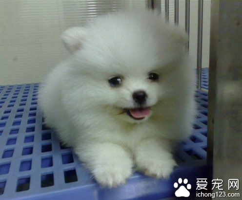 白博美犬價格 地區不同它的價格差蠻大的
