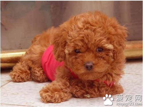 泰迪熊貴賓犬訓練 可以從一些簡單的做起