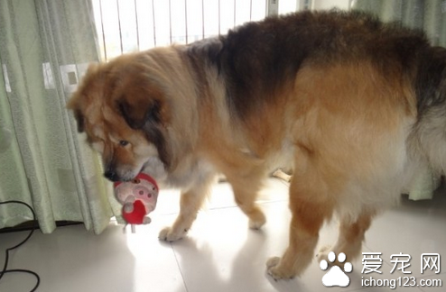 高加索牧羊犬價格 不同地區狗狗的價格不同