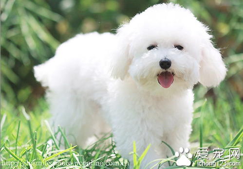 比熊犬價格 地區不同比熊犬價格也不同