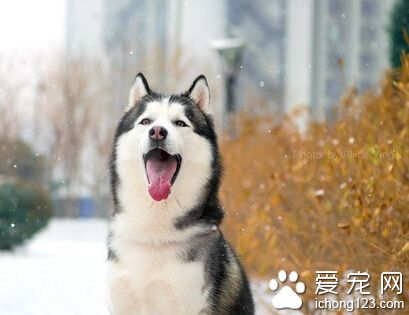 哈士奇和狼的區別 哈士奇的四肢顯得勻稱
