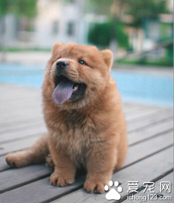 松獅犬價格 純種價格多在1000至3000左右