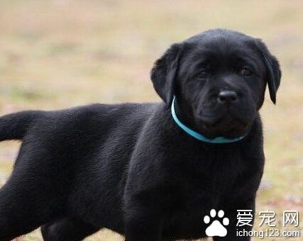 拉布拉多價格  拉布拉多一般在1200-2500