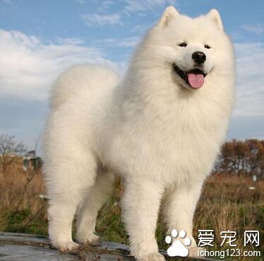 薩摩耶狗名 一旦給起名字就不要輕易更換
