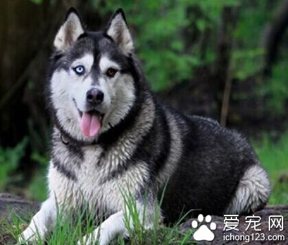 雪橇狗價格 地區價格就是1200—2500不等