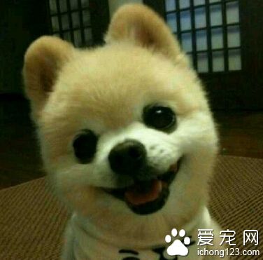 俊介是什麼狗 俊介屬於哈多利系博美犬