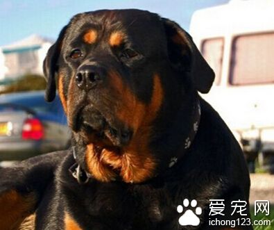 羅威納犬價格 家養的羅威納一般800至3000