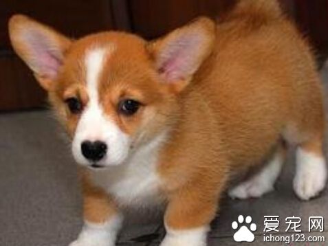 柯基犬價格 性別也是導致價格差異的因素