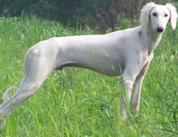 薩路基和細犬的區別 區別最重要的是外觀