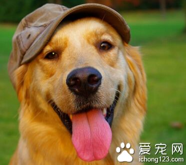 金毛狗名字 針對了母金毛和公金毛進行劃分
