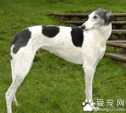 格力犬價格 一般價格在4000元—25000元