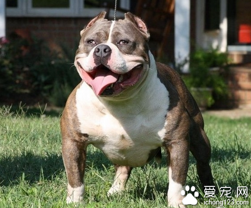 比特犬價格 教你正確選購比特犬