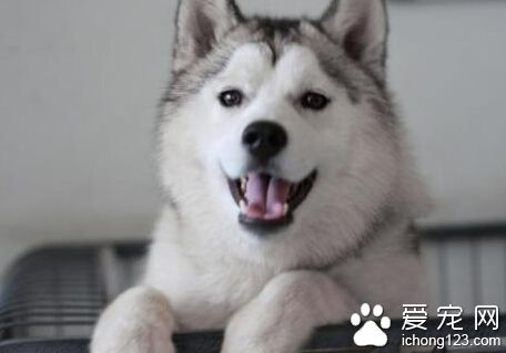 狗起名字 可以用狗狗的品種的相關字命名