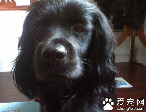 可卡價格 常見可卡犬都是以黃色系列為主