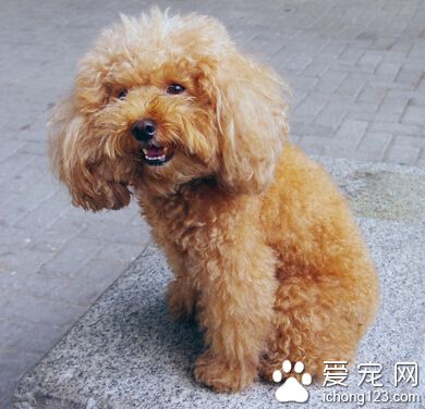 貴賓狗造型 頭部的毛發可以留成自然狀
