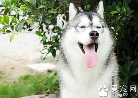  哈士奇不會狗叫  哈士奇不會象普通狗那樣吠叫