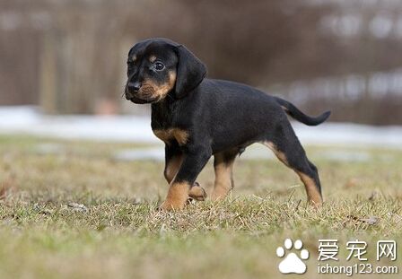 獵犬品種 杜高絕對是所有獵犬裡最優秀的