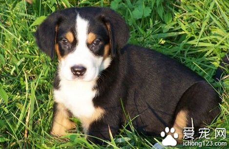 怎樣選狗 首先是要決定養什麼品種的犬