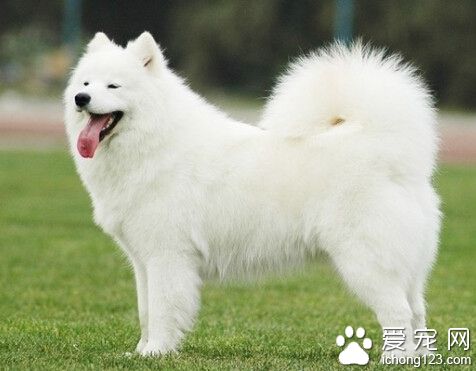 銀狐犬和薩摩的區別 銀狐屬於比較新的品種