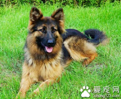 狼狗訓練 訓練狼狗就應該從幼年時期開始