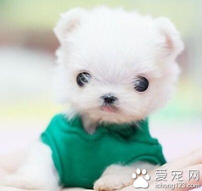 茶杯犬哪裡有賣 最好去專業的寵物店看看