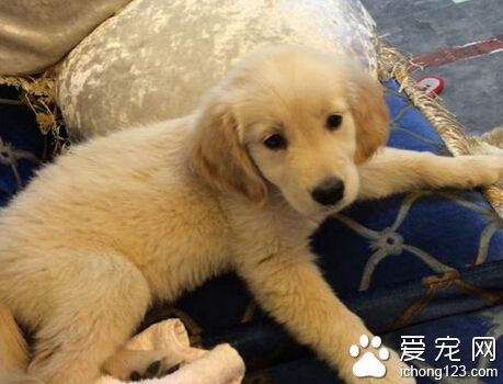 金毛尿頻 先了解金毛受孕階段需注意事項