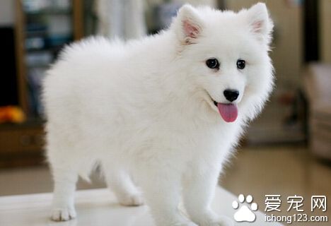 銀狐犬價格  普通銀狐犬市場價在1500元