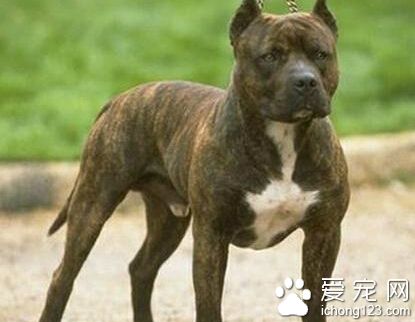 比特犬多少錢 一般的狗在1000到2000左右