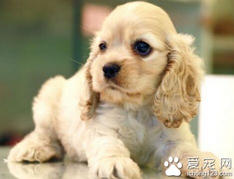 可卡吃什麼狗糧好 選狗糧前先確定其年紀