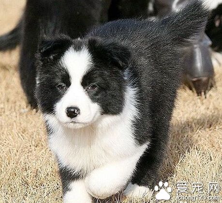 邊境牧羊犬多少錢 非純種的大概在200-700