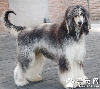 阿富汗犬價格 與它的血統及健康緊密相關