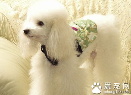貴賓犬的價格 普通的約2000至4000左右