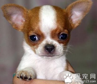 吉娃娃多少錢 純種的價位都要在2000以上