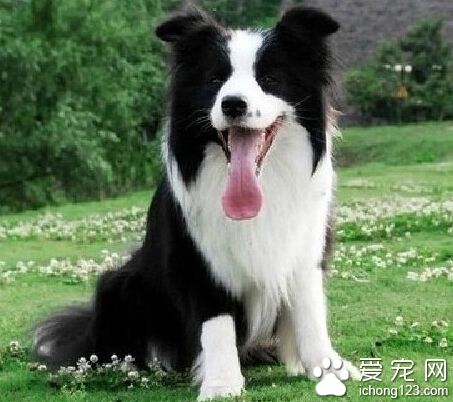 邊境牧羊犬售價  賽級犬可能要一萬元以上