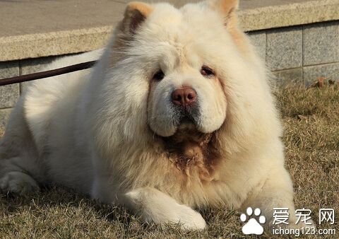 松獅價格 賽級松獅價格可能需要幾萬塊錢