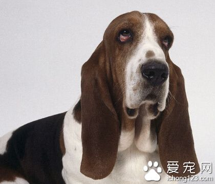 巴吉度價格 普通的大約在七到八百塊一只