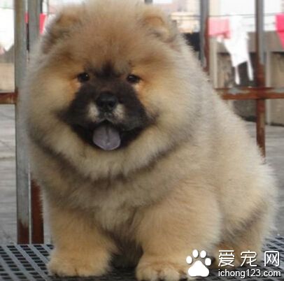 松獅好養嗎 松獅犬在幼犬時表現特別好