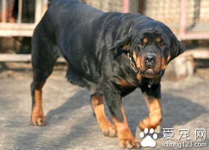 羅威納咬人  其實羅威納是有咬人傾向的