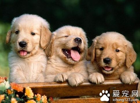 拉布拉多犬和金毛的區別 金毛犬的毛要長