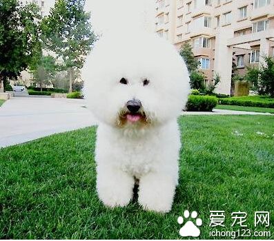 比熊多少錢 普通的比熊犬售價1000元左右