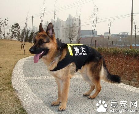 警犬品種 昆明犬也是一種不錯的警犬犬種