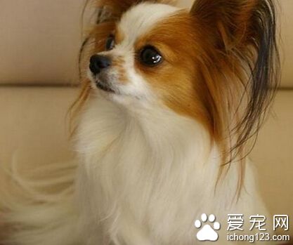 蝴蝶犬價格 較純的狗大概是1000至2000左右