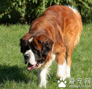 聖伯納犬價格 售價普遍在2000～7000元