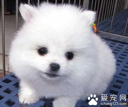 博美犬價格 不同城市寵物價格也是不一樣