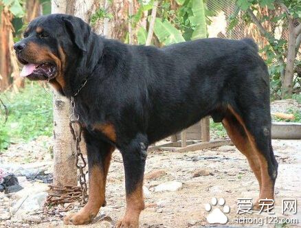 護衛犬有哪些 護衛犬要求通常是要快狠准