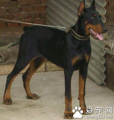杜賓犬打架 早期杜賓犬是凶殘且有攻擊性
