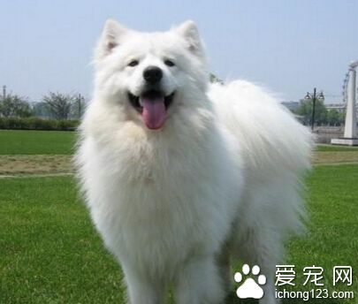 薩摩耶價格 價格可能在1000-2000元左右