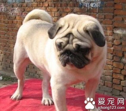 巴哥犬價格  狗狗價格一般都在1200元左右